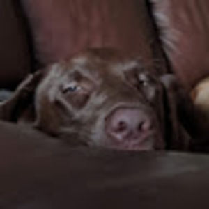 Meet your Posher, Shea